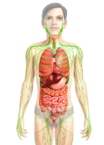 İnsan sindirim sistemi