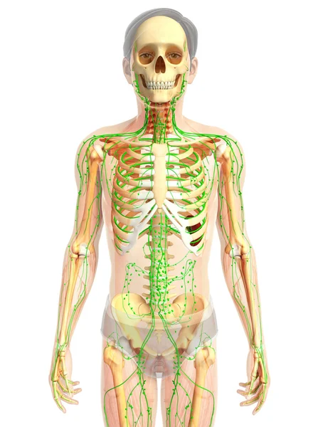 Ludzki układ limfatyczny — Zdjęcie stockowe