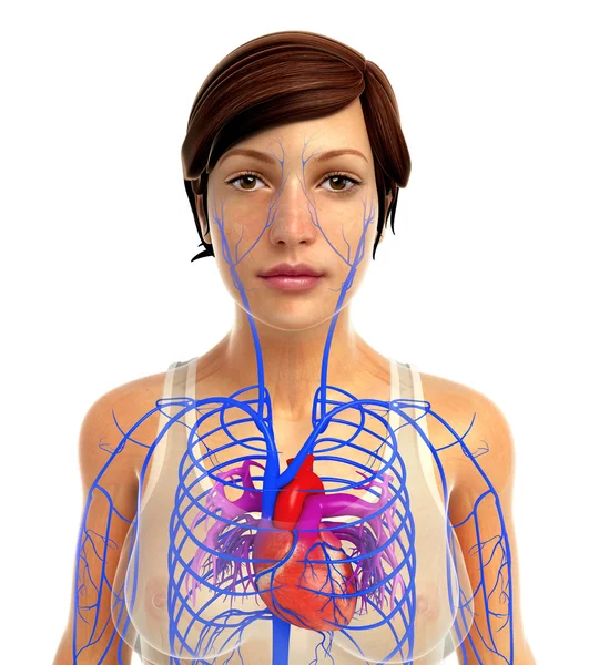 Anatomía del corazón humano —  Fotos de Stock