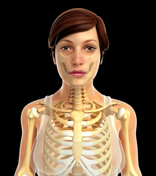 İnsan vücudu anatomisi