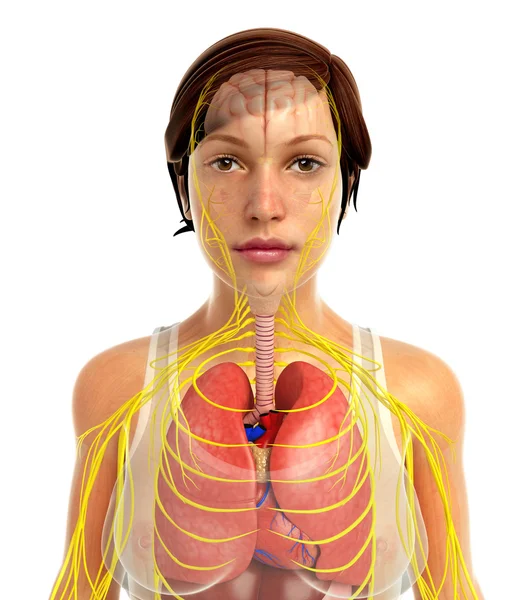 Sistema respiratório humano — Fotografia de Stock