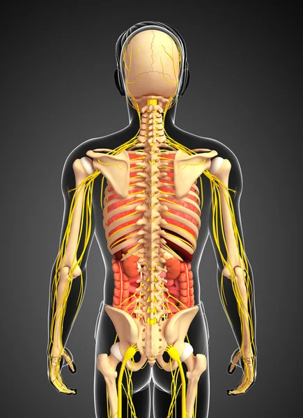 Erkek iskelet sinir ve sindirim sistemi resimler