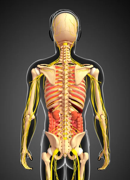 Erkek iskelet sinir ve sindirim sistemi resimler — Stok fotoğraf