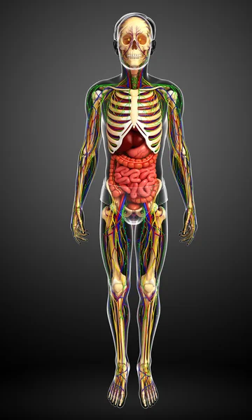 Lymphatic, skeletal, nervous and circulatory system of male anat — Stock Photo, Image