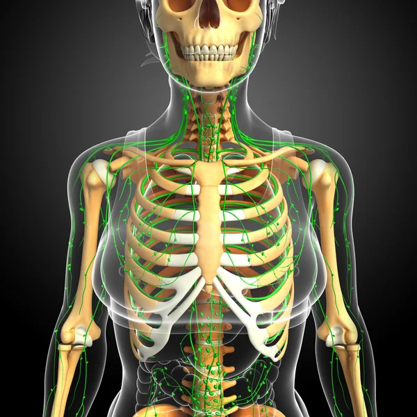 Лимфатическая система женского скелета — стоковое фото
