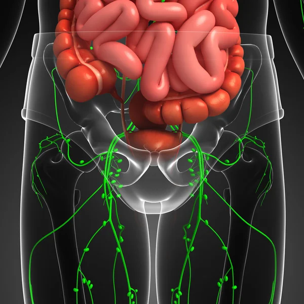 Lymphatic and digestive system of human body artwork — Stock Photo, Image