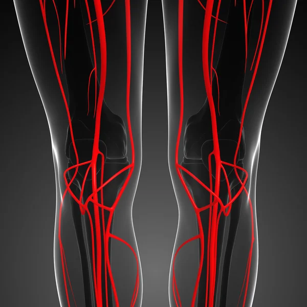 Sistem arteri manusia — Stok Foto