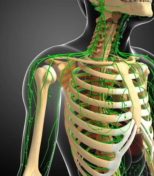 Lymphatic system of Male skeleton artwork — Stock Photo, Image