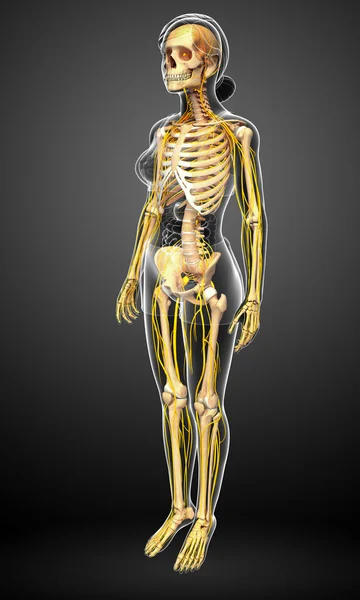 Nervous system and female skeleton artwork — Stock Photo, Image