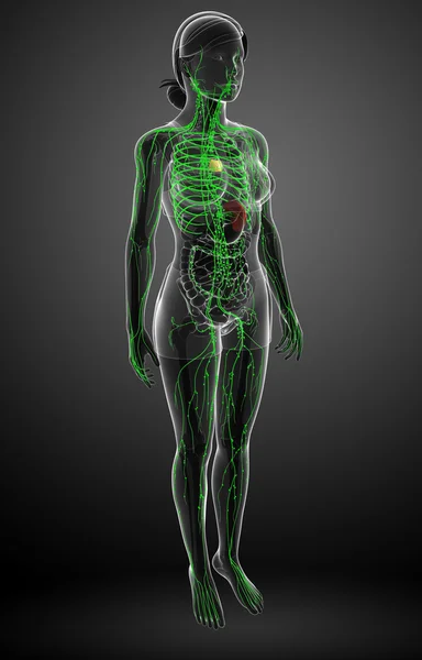 Kadın bedeninin lenfatik sistem — Stok fotoğraf