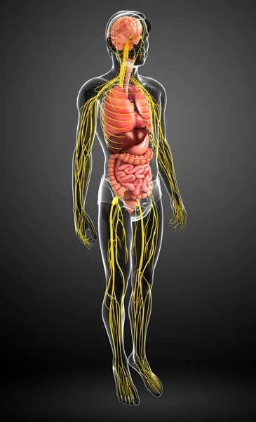 Männlicher Körper des Nerven- und Verdauungssystems — Stockfoto