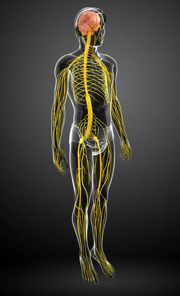 Male nervous system artwork — Stock Photo, Image