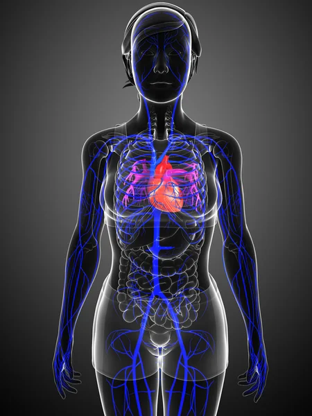 Anatomia do coração humano — Fotografia de Stock