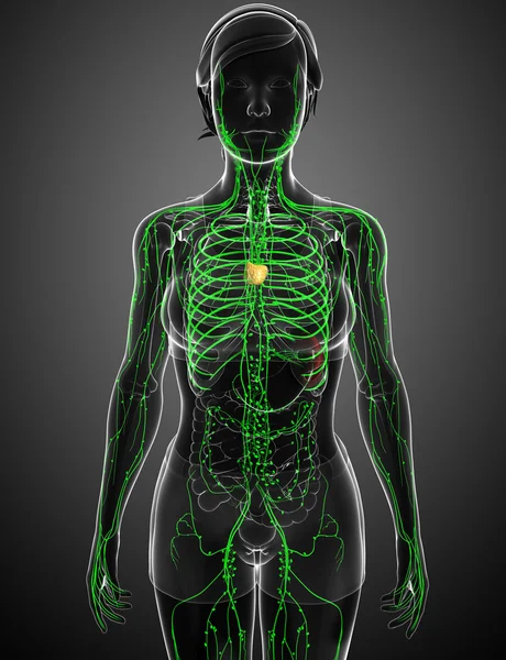 Kadın bedeninin lenfatik sistem