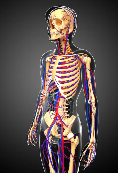 Manliga skelettet cirkulationssystemet — Stockfoto