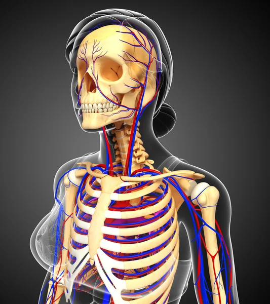 kadın iskelet dolaşım sistemi