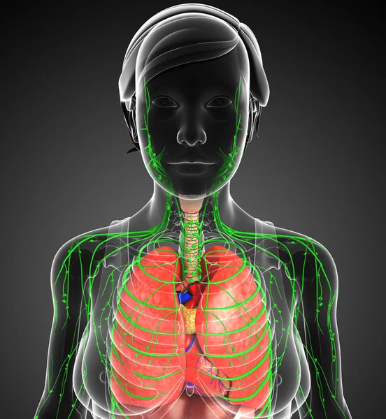 Lenfatik ve sindirim sistemi kadın bedeni sanat
