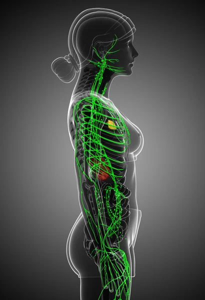 Lymphsystem des weiblichen Körpers — Stockfoto