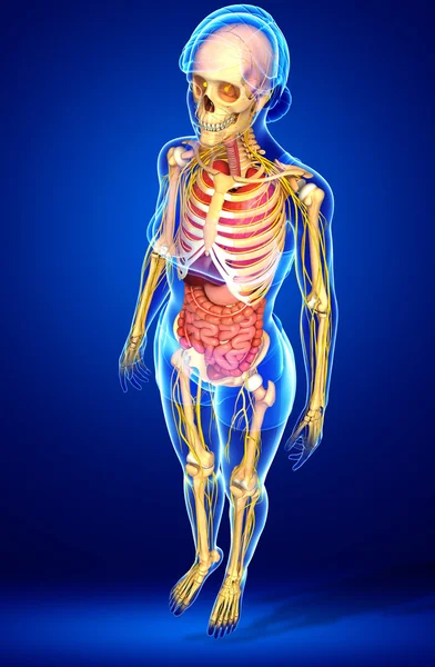 Kadın iskelet sinir ve sindirim sistemi resimler
