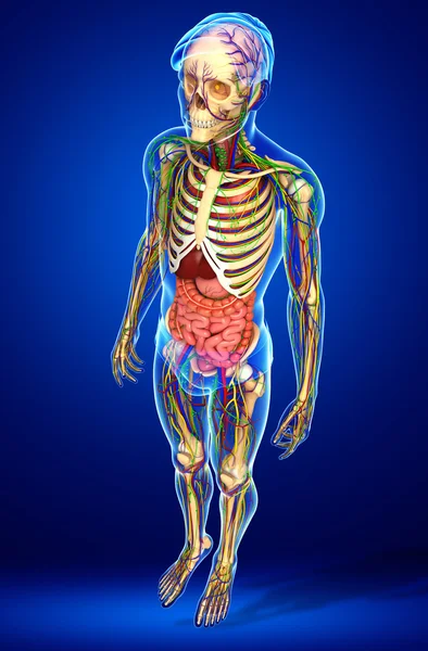 Lenfatik, iskelet, sinir ve erkek anat dolaşım sistemi