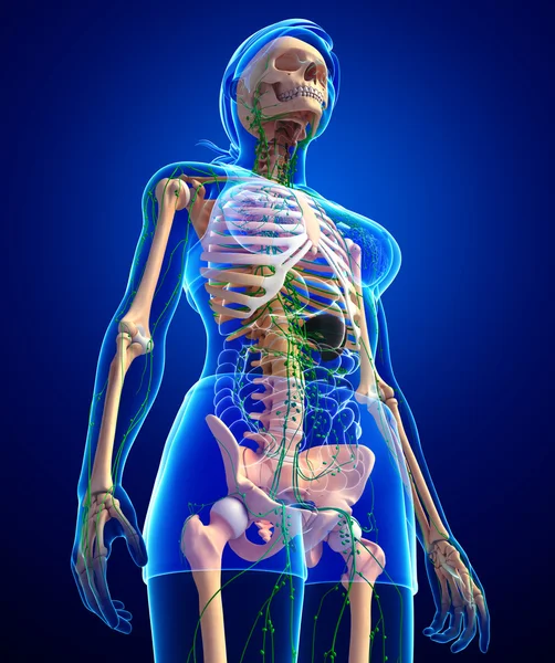 淋巴系统的女性骨架图稿 — 图库照片