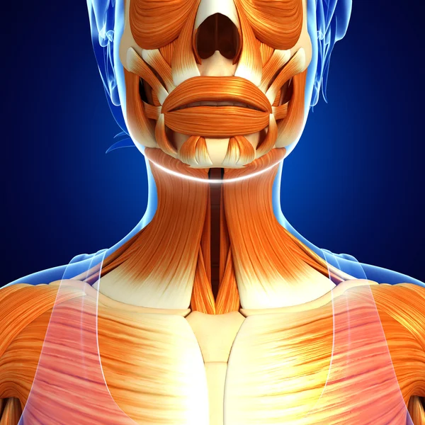 kadın kas anatomisi