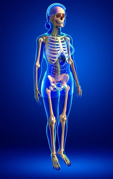 Lymphatic system of Female skeleton artwork — Stock Photo, Image