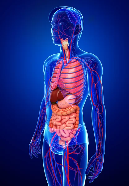 Spijsverteringsstelsel en bloedsomloop van mannelijke lichaam — Stockfoto