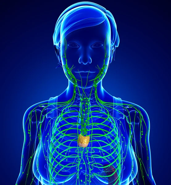 Kadın bedeninin lenfatik sistem