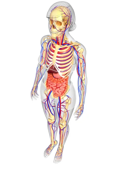 Dişi iskelet, sindirim ve dolaşım sistemi