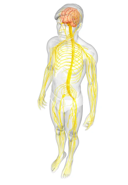 Mannelijke zenuwstelsel illustraties — Stockfoto