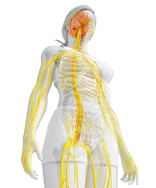 Żeński układ nerwowy grafika — Zdjęcie stockowe
