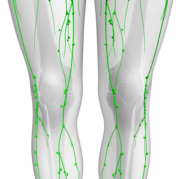 Lenfatik sistem insan vücudunun — Stok fotoğraf