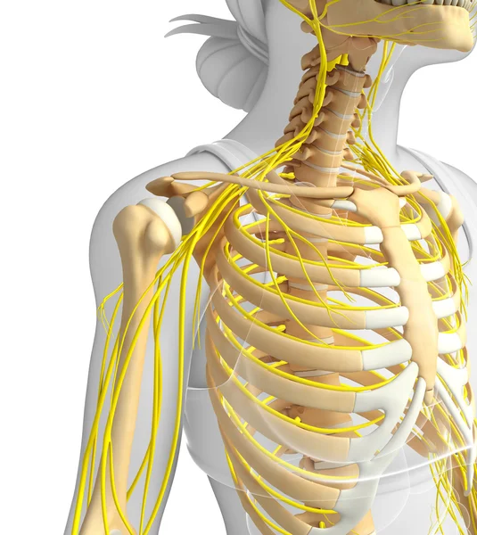 Vrouwelijke ribbenkast en zenuwstelsel illustraties — Stockfoto