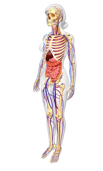女性骨骼、 消化和循环系统 — 图库照片