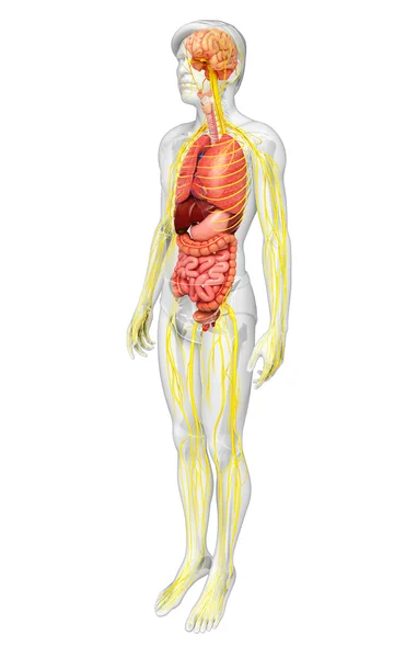 Mužské tělo kresby, nervového a trávicího systému — Stock fotografie