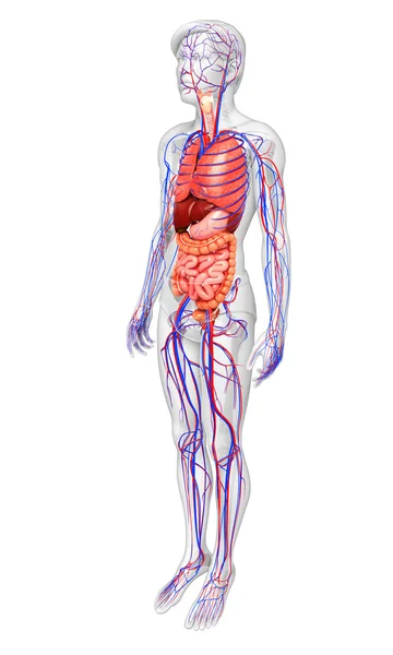 Digestive and circulatory system of male body — Stock Photo, Image