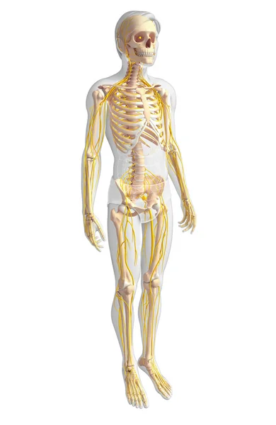 Male skeleton and nervous system artwork — Stock Photo, Image