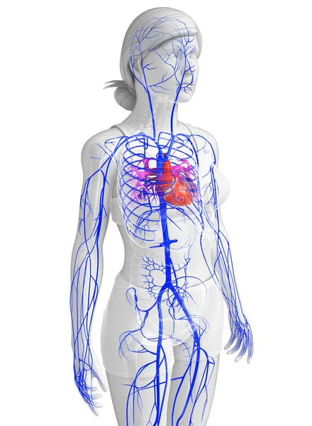 人的心脏解剖 — 图库照片