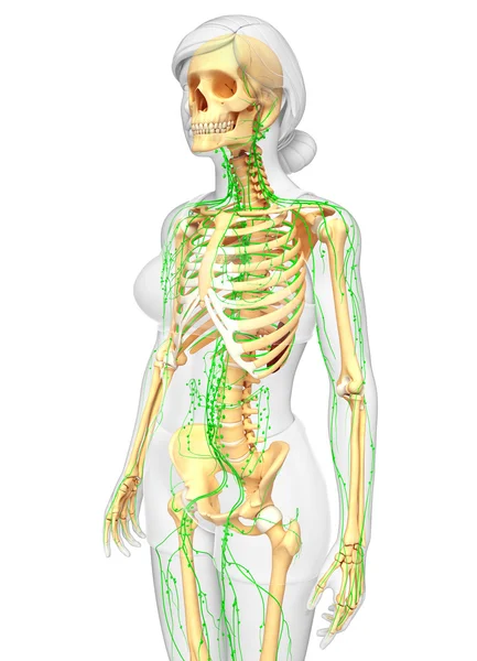 Lymphsystem des weiblichen Skeletts — Stockfoto