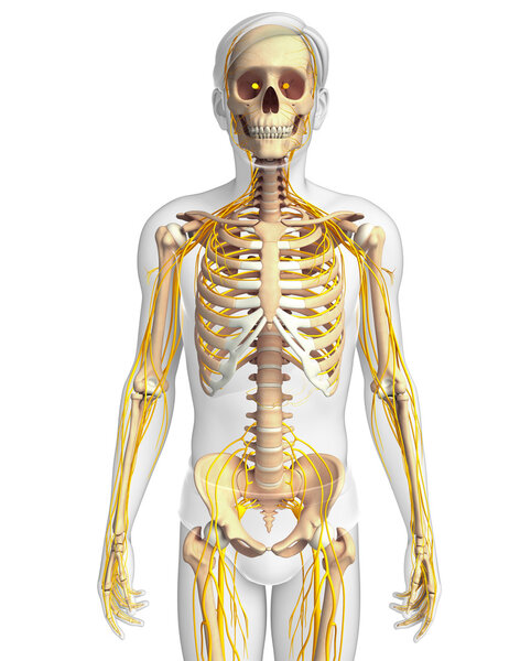 Male skeleton and nervous system artwork