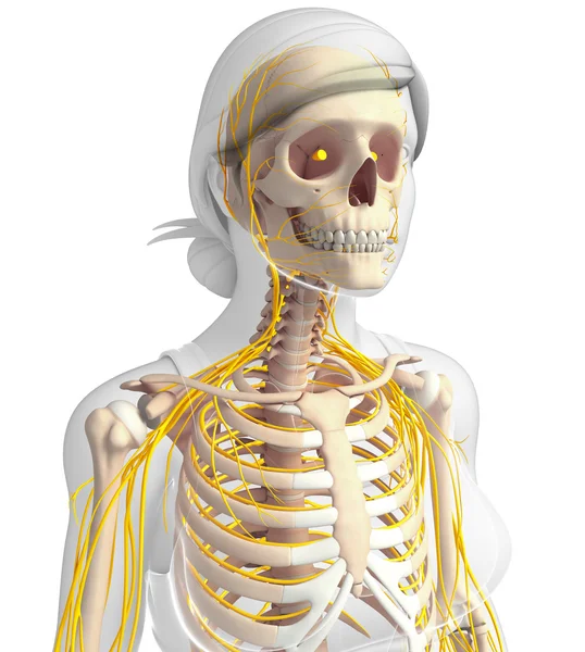 Kadın göğüs kafesi ve sinir sistemi sanat