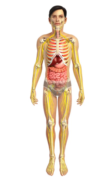 Sistema digestivo humano —  Fotos de Stock