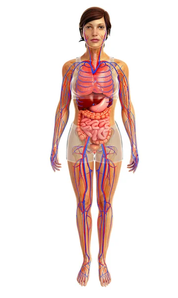 Sistema digestivo humano — Foto de Stock