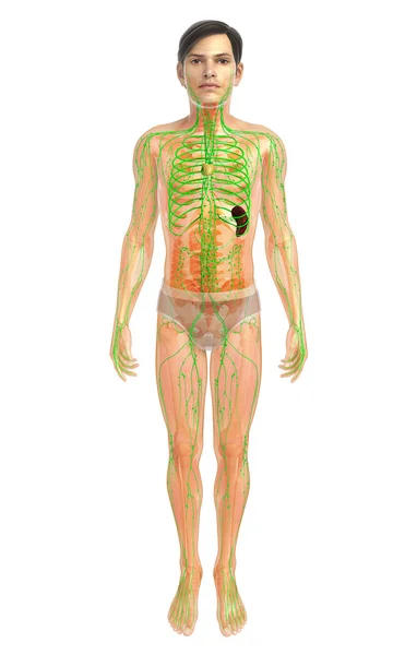 Menschliches Lymphsystem — Stockfoto