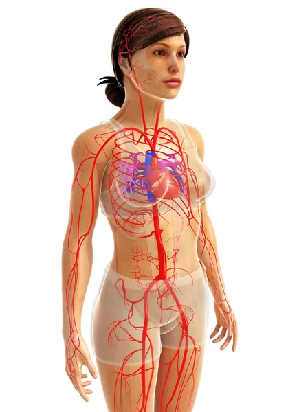 insan kalp anatomisi