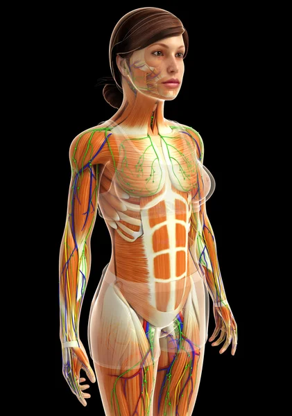 kadın kas anatomisi