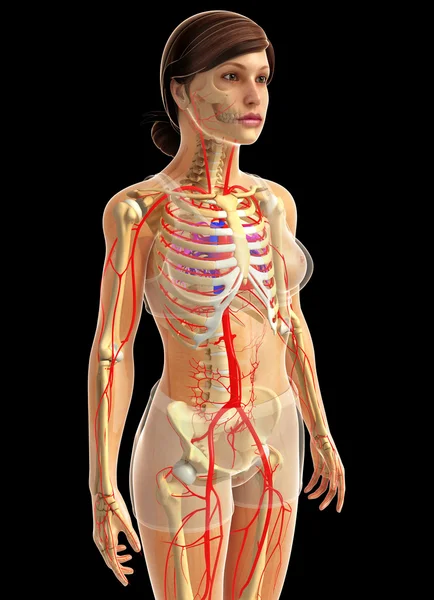 Mänskliga hjärtat anatomi — Stockfoto