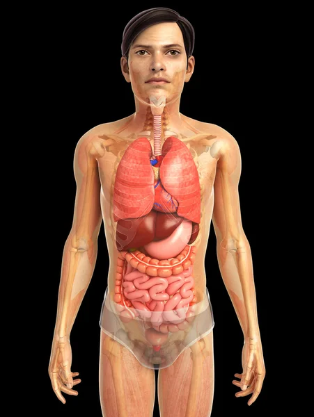 Sistema digestivo humano —  Fotos de Stock