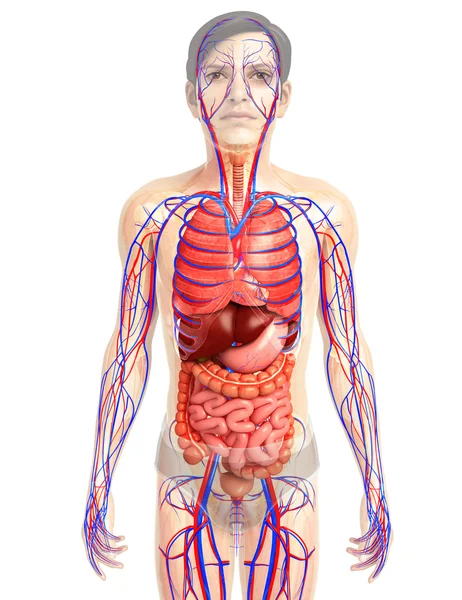 İnsan sindirim sistemi
